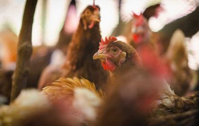 The battle against avian influenza: genetic analysis unveils the origins of H5N1 outbreak