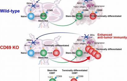 The benefits of anti-CD69 antibodies for future cancer therapies