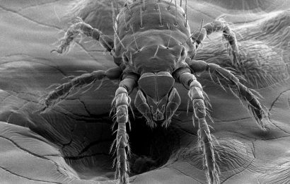 Bacterium associated with disease found in NC chiggers