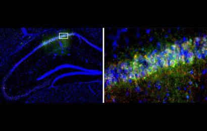 Circadian clock gene helps mice form memories better during the day