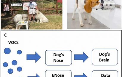 Scent dogs can detect COVID-19 more rapidly and accurately than current tests, finds review study