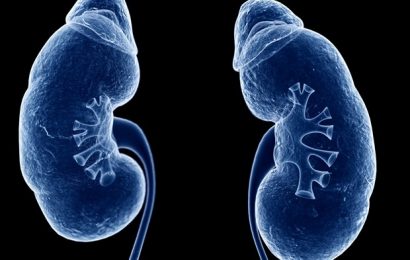 Scientists discover new mechanism for kidney cell renewal