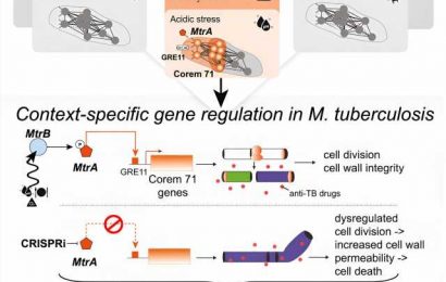 Researchers find a chink in the armor of tuberculosis pathogen