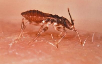 UC researchers study parasite that causes Chagas disease