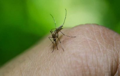 New strategies reduce treatment failure in malaria by up to 81%