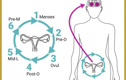 Brain regions important for memory, perception are remodeled during the menstrual cycle, study finds