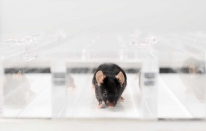 Win–win in muscle research: Faster results and fewer laboratory animals thanks to new method