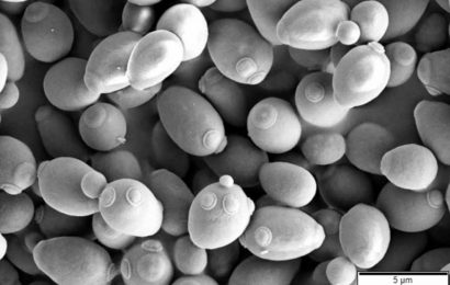 Fungi used in food production could lead to new probiotics, suggest researchers