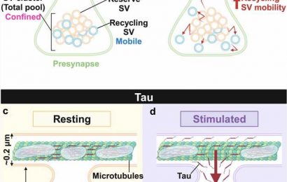 Revealing the behavior of tau proteins at the presynapse through protein mapping
