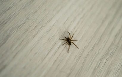 The five-minute treatment that could cure your phobia of spiders