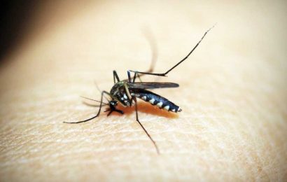 As dengue expands beyond the global dengue belt, scientists dispel conventional wisdom about the disease