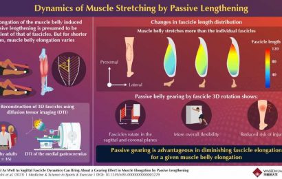 Fascicle gearing dynamics: Unveiling 3D rotation effects in muscle elongation